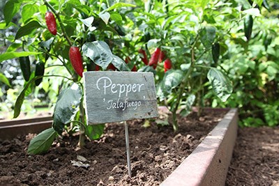 A pepper garden in a wood planting box with a sign in front that says "Peppers - Jalafuego"