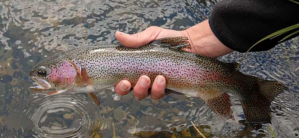 A rainbow trout held in the hand of a person above water. The pink, iridescent sheen obvious down the fish's side