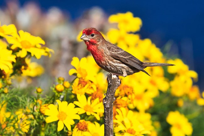 lt= Red and brown house finch perched on coreopsis branch with yellow flowers in background
