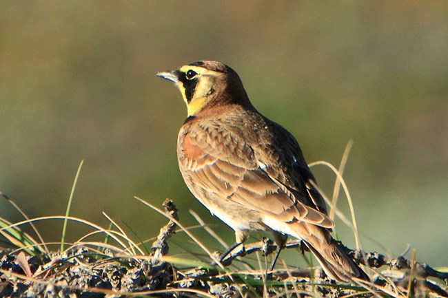 brown, black and yellow horned lark perched on twigs