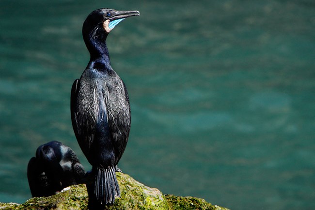 lt= a black cormorant perched on a rock next to the ocean