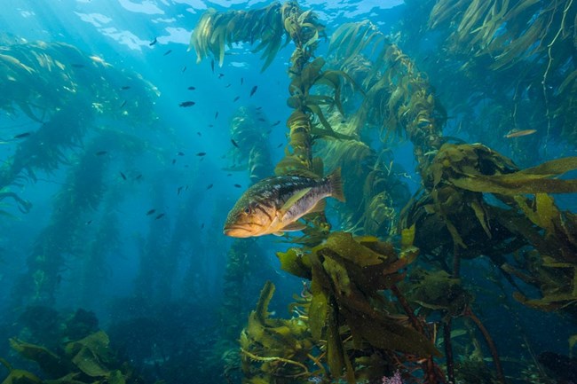 strands of giant kelp underwater with fish in foreground