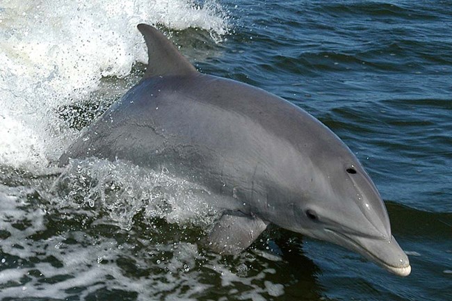 Bottlenose dolphin. US Fish and Wildlife Service.