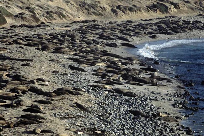 Elephant seals on San Nicolas Island beach. Courtesy of Steve Schwartz.