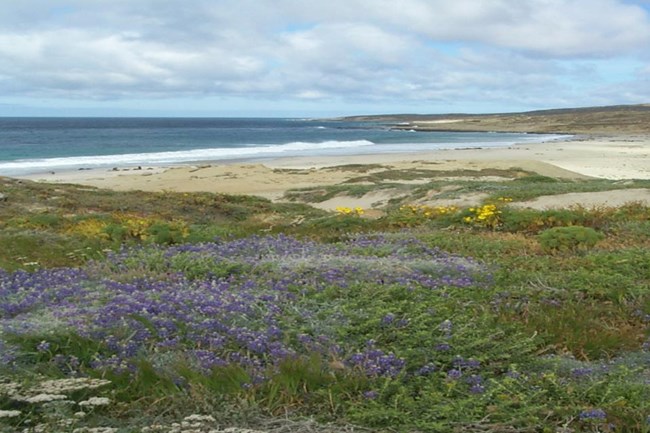 Wildflowers along the coast.