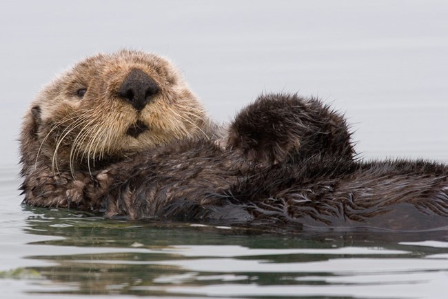 Brown sea otter floating on its back.