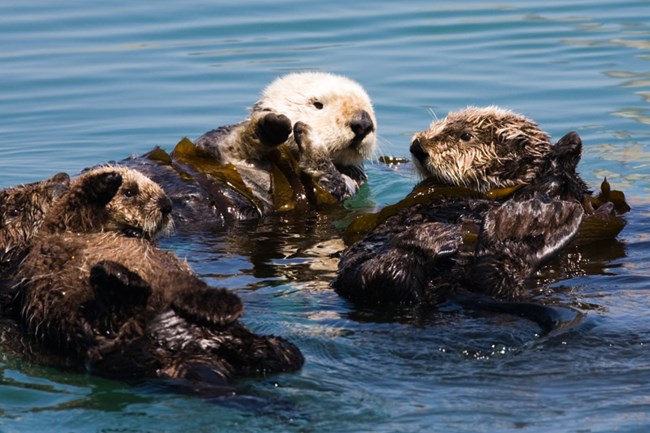 Sea otter with twin pups. Michael L. Baird [CC BY 2.0 (http://creativecommons.org/licenses/by/2.0)], via Wikimedia Commons.