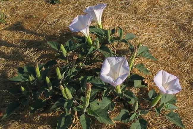 Plant with large white flowers and green leaves.