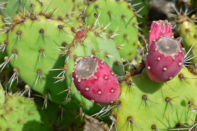 Green prickly pear pads with red fruit.
