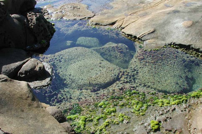 Tidepool on San Nicolas Island. Courtesy of Steve Schwartz.