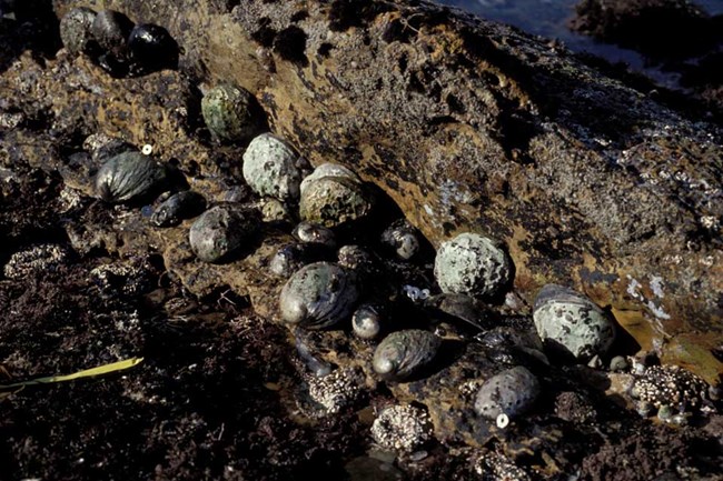 Gray and black abalone in tidepool on rocks.