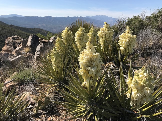 lt= plant with long narrow leaves and white flowers in desert