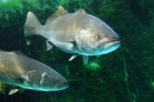 two seabass swimming among marine plants
