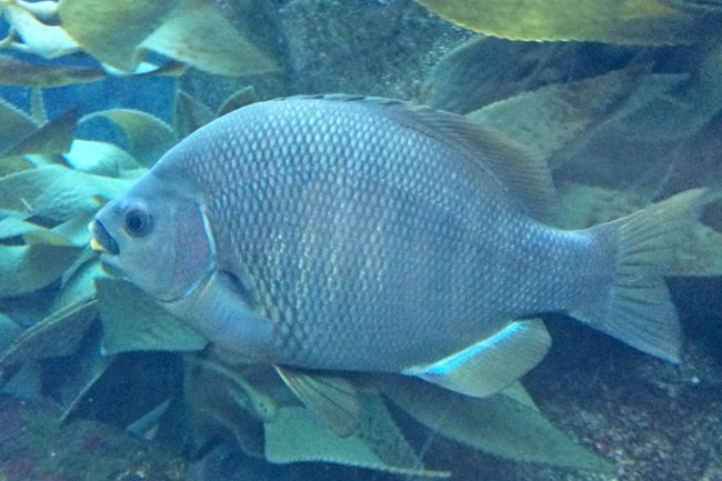 black perch swimming among kelp blades