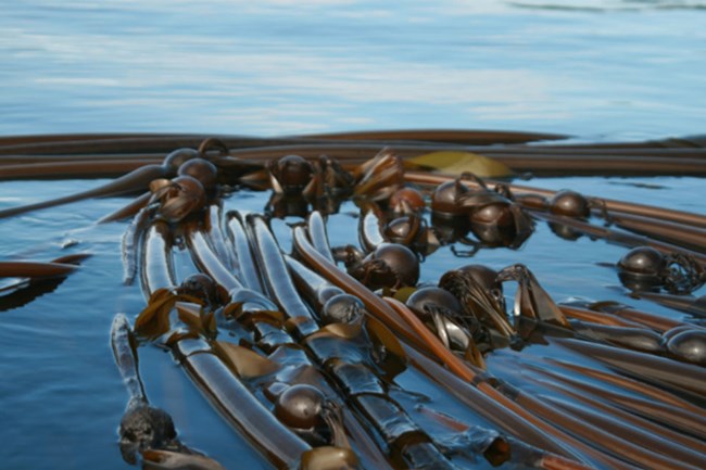 strands of bull kelp floating on the ocean surface strands of bull kelp floating on the ocean surface