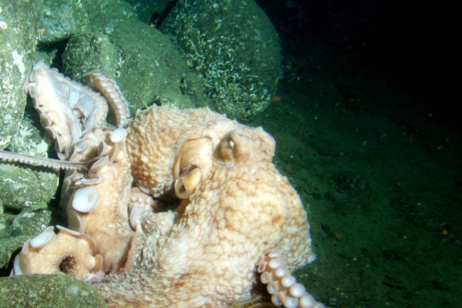 lt= tan octopus emerges from the rocks