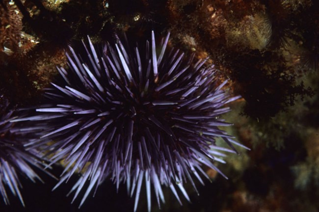 close view of two purple sea urchins on rocks underwater