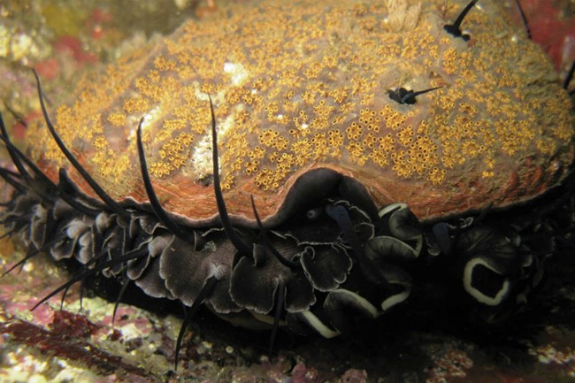 close up of abalone with tan shell and black appendages