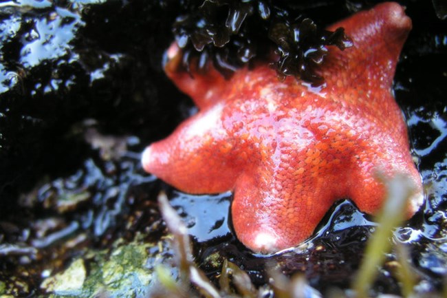 red bat star clings to rock surface in tidepool