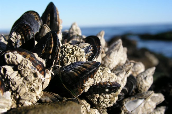 lt= group of mussels attached to a rock with the ocean in the background