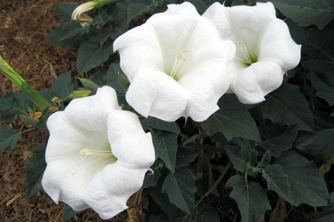 white flowers blooming against dark green leaves