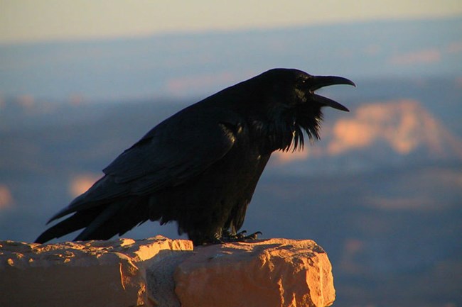 lt= Black raven cawing from a rocky perch