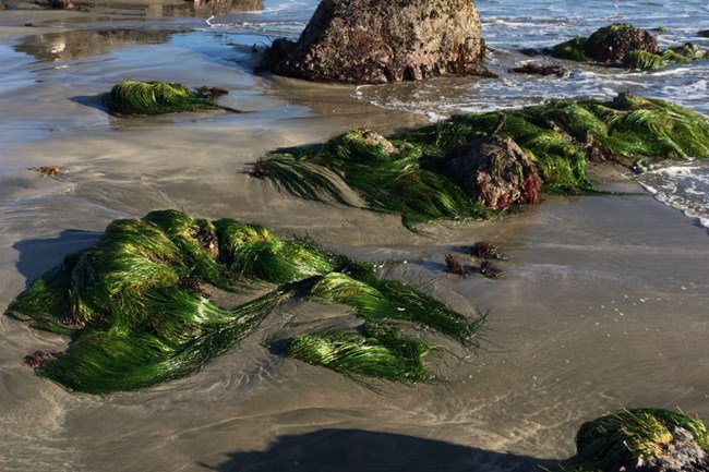 surf grass growing on rocks on the beach