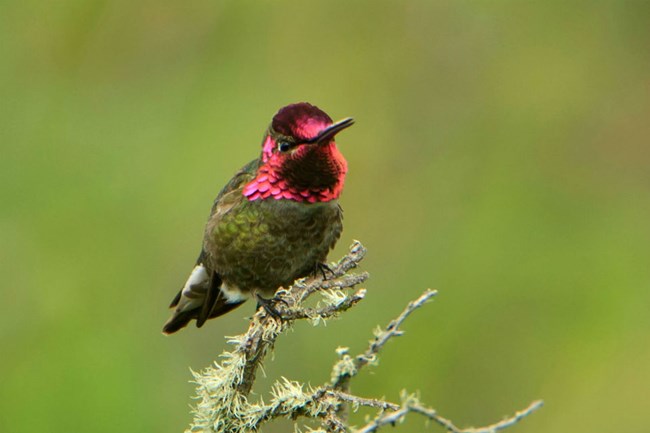 lt= green and scarlet hummingbird perched on a branch