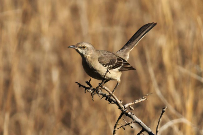 gray mockingbird perched on twig