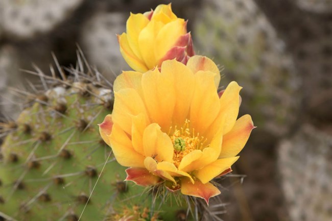 a close view of an orange flower blooming on a green prickly pear cactus
