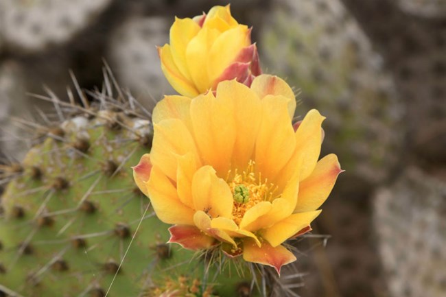 lt= a close view of an orange flower blooming on a green prickly pear cactus