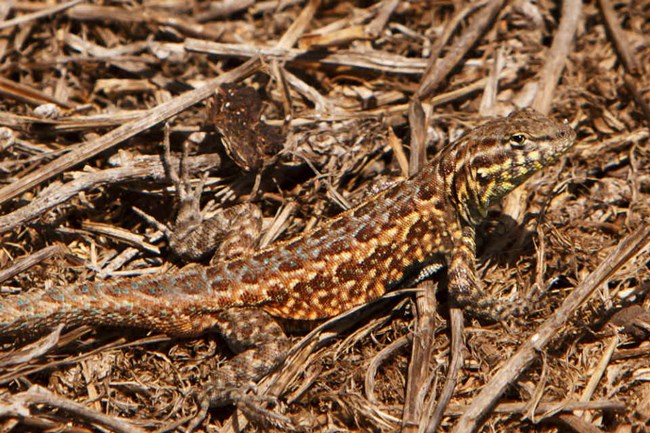 brown spotted lizard crouched in the brush