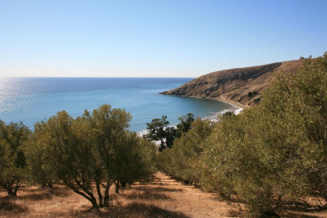lt= a view of an island cove, looking over a grove of olive trees