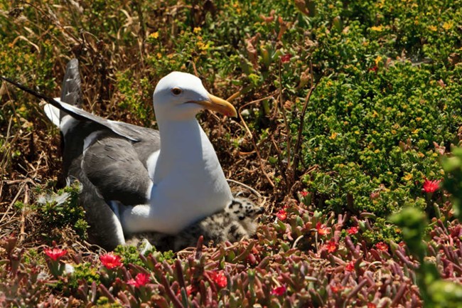 lt= white and gray gull sitting on iceplant nest with black and gray spotted chick