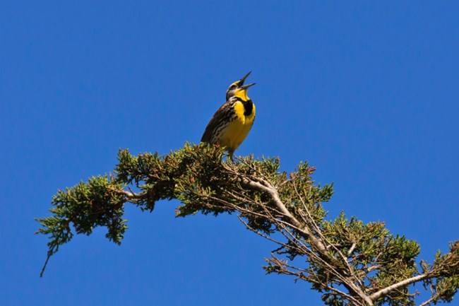 brown and yellow meadowlark sings from its perch on a tree branch