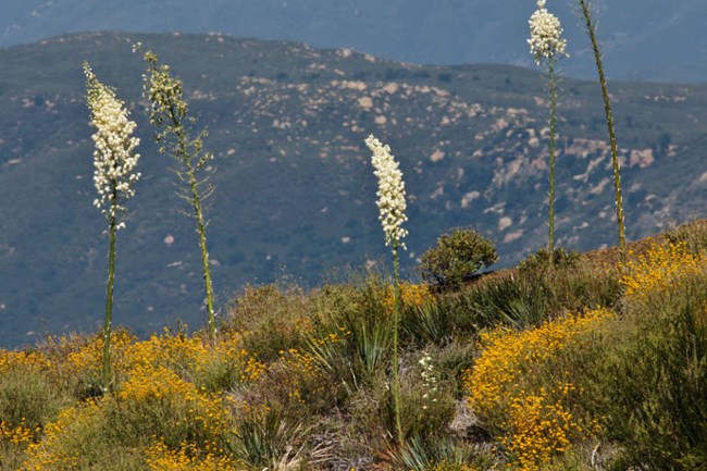 flowering yucca along mountain ridgeline flowering yucca along mountain ridgeline