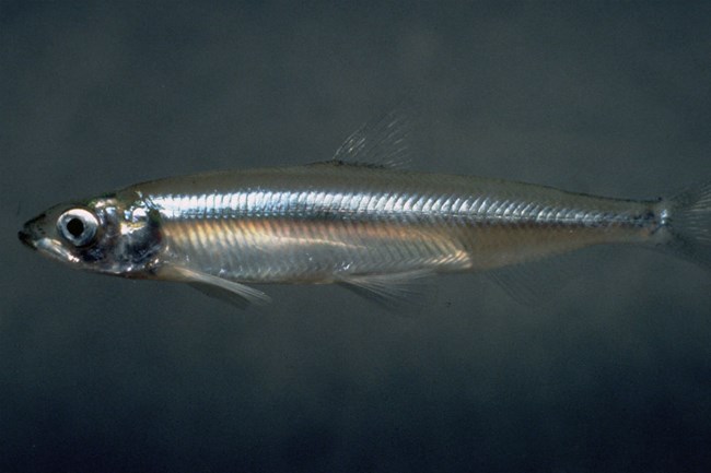 lt= close up view of translucent smelt