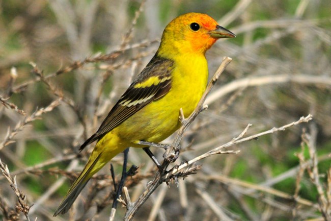 red, yellow, and black songbird perched on tree branch