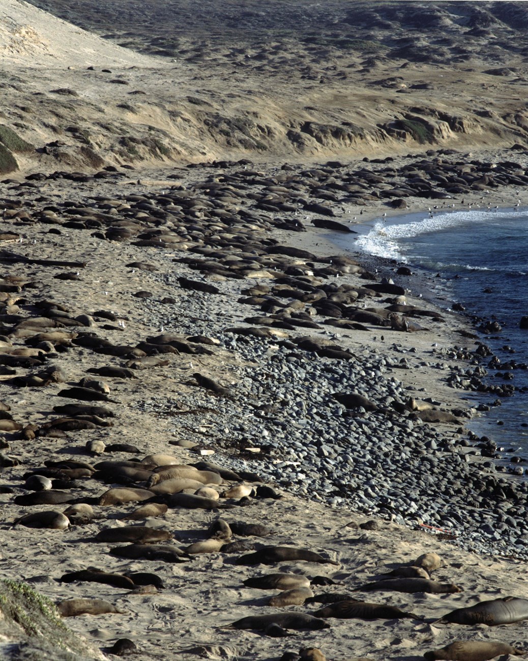 Elephant seals on San Nicolas Island beach. Courtesy of Steve Schwartz.