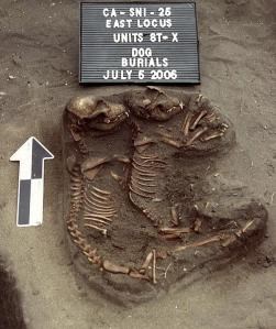 Double dog burial discovered on San Nicolas Island. Courtesy of Department of Anthropology, California State University, Los Angeles