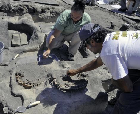 Dr. René Vellanoweth excavating dog burial site on San Nicolas Island  Photo courtesy of California State University, Los Angeles