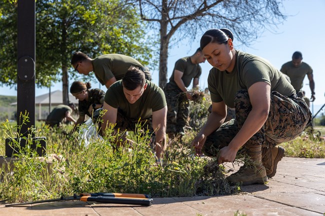 U.S. Marine Corps Men and women in matching green and cameo uniforms bend over a green landscape with hands full of tools and weeds.