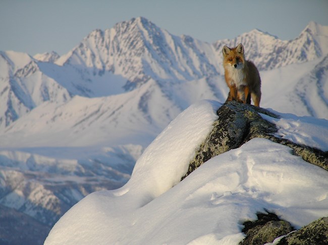Red fox with snowy mountains in the background Red fox with snowy mountains in the background