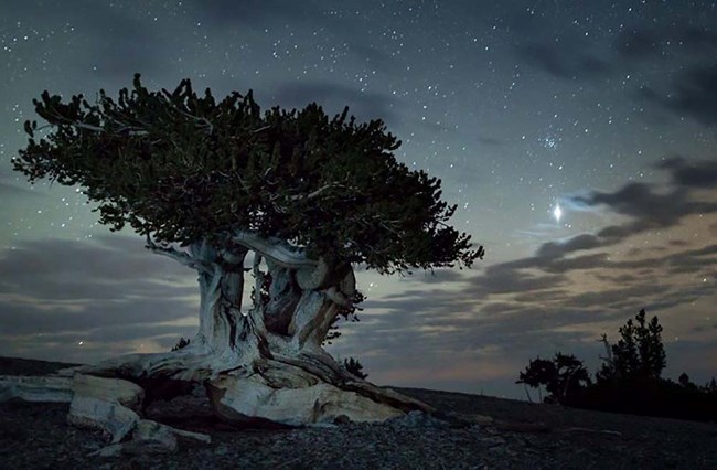 A bristle cone pine illuminated by the night sky.