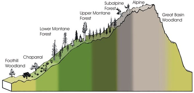 Graphic shows a profile of a mountain range, indicating different vegetation zones from the foothills to montane, subalpine, and alpine areas.