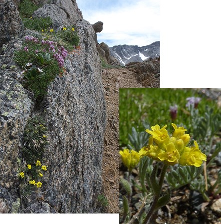 Grays draba collage Small clusters of colorful flowers grow in rock at the alpine, with close-up inset of the yellow flowers.