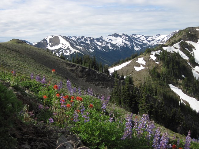 Red and purple flowers bloom on an alpine slope with a snow-covered mountain range in the background.