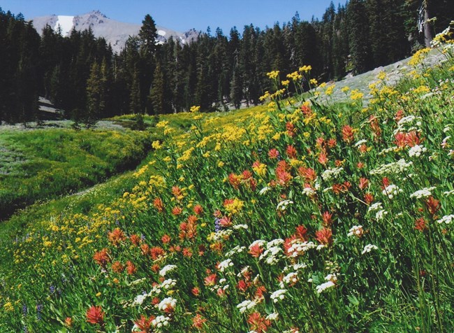 A variety of wildflowers in a mountain meadow