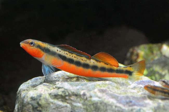 Small orange-colored fish resting on a rock.