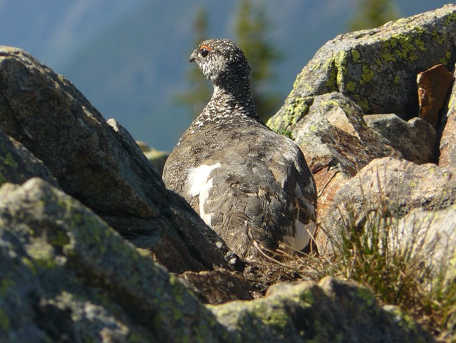 Mottled bird camouflaged among rocks in alpine setting